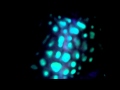 [Fluorescence Diving RSEC Dahab 2012]